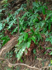 Tectaria harlandii