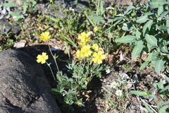 Potentilla × prostrata