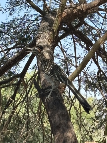 Greater Roadrunner