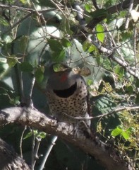 Colaptes auratus cafer