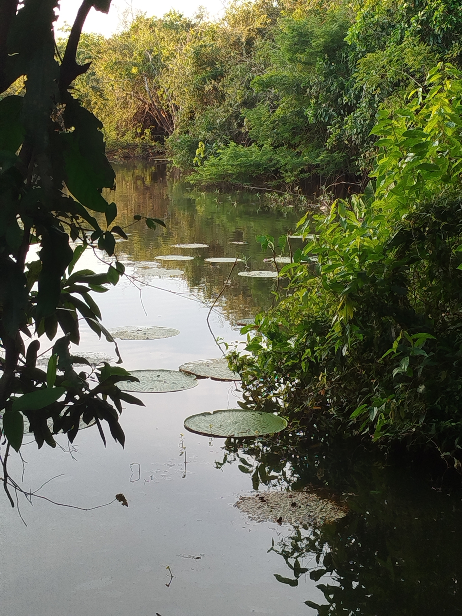 Victoria amazonica