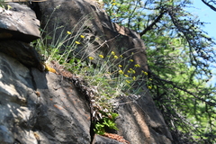Potentilla × prostrata