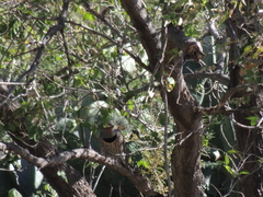 Colaptes auratus cafer