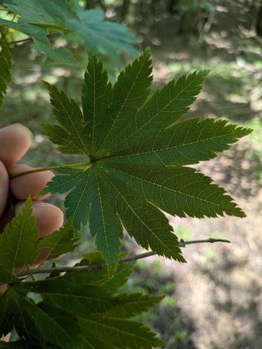 Acer shirasawanum observed 2025-07-27
