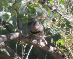 Colaptes auratus cafer