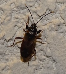 Eremocoris fenestratus