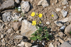 Potentilla × prostrata