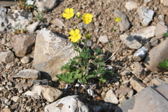Potentilla × prostrata