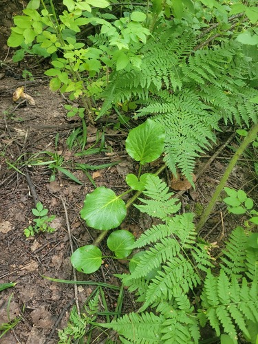 Наблюдение на iNaturalist