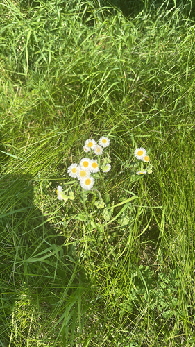 Philadelphia fleabane