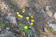 Potentilla × prostrata