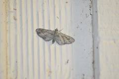 Eupithecia longidens