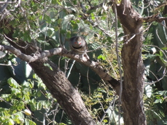 Colaptes auratus cafer