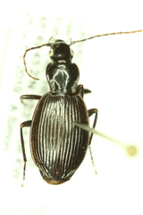 Platynus decentis