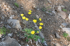 Potentilla × prostrata