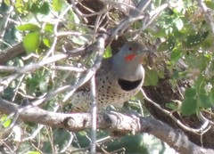 Colaptes auratus cafer