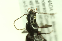 Platynus decentis