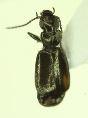 Microlestes