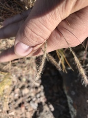 Muhlenbergia alopecuroides