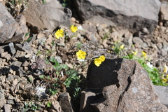 Potentilla × prostrata