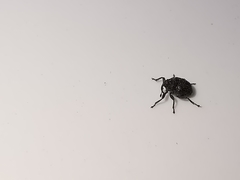 Ceutorhynchus roberti