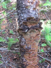 Phellinus piceinus