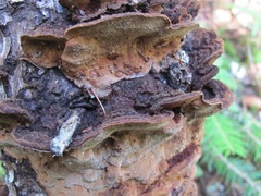 Phellinus piceinus