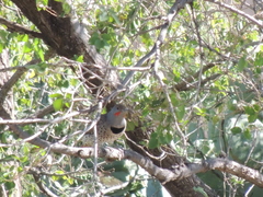 Colaptes auratus cafer