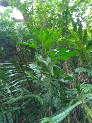 Melicope semecarpifolia
