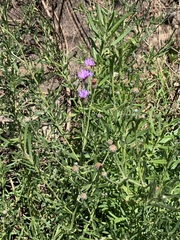 Oocephala centaureoides