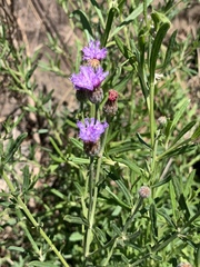 Oocephala centaureoides