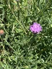 Oocephala centaureoides