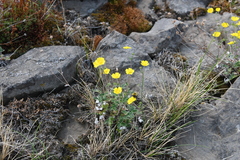 Potentilla × prostrata