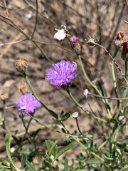 Oocephala centaureoides