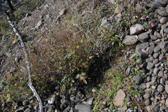Potentilla × prostrata