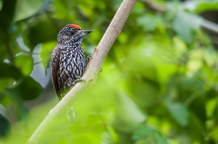Picumnus albosquamatus