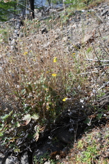 Potentilla × prostrata