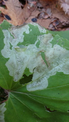 Acidia cognata