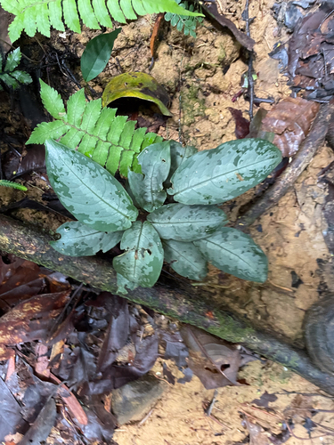 Green Shield (Schismatoglottis wongii)