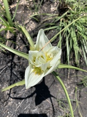 Colchicum striatum