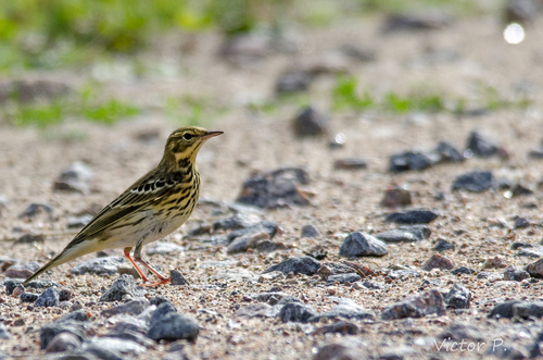 Bisbita arbóreo (Anthus trivialis)