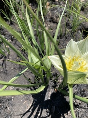 Colchicum striatum