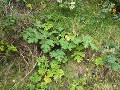 Heracleum mantegazzianum