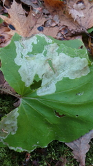 Acidia cognata