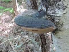 Phellinus nigricans