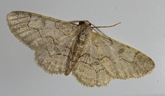 Iridopsis larvaria