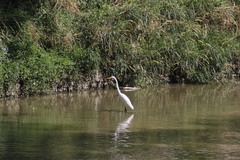 Ardea alba