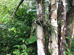 Tillandsia schiedeana