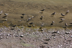 Calidris minutilla