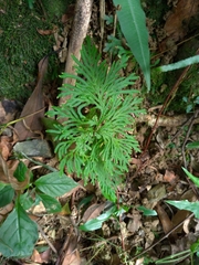 Selaginella involvens